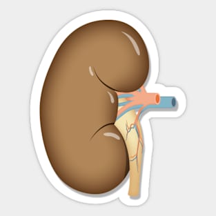 human Kidney anatomy Sticker